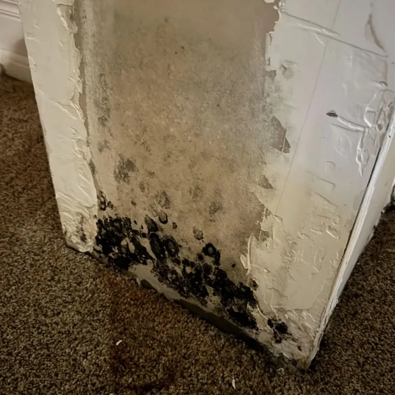 Professional Mold Removal in La Plata County, CO